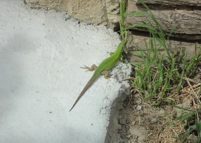 Asthmahotel Hotel 3*